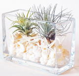 Air Plants